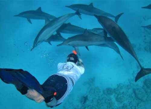ДОМ ДЕЛЬФИНОВ НА РИФЕ САТАЙЯ (можно с дайвингом)