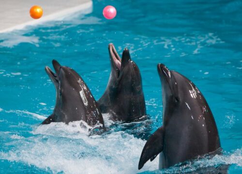 Посещение дельфинария в Хургаде