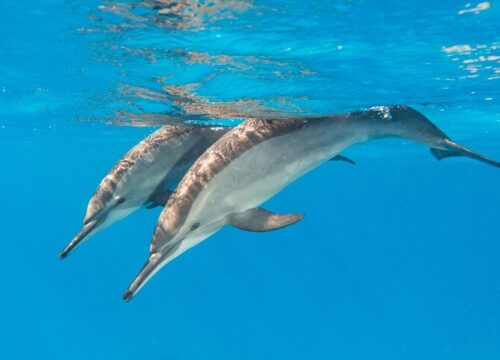 Дельфины и морская жизнь Марса Алама: лучшие морские экскурсии