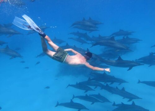 Экскурсия в дом дельфинов