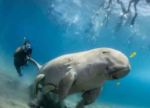 ЗАПОВЕДНИК МАРСА МУБАРАК