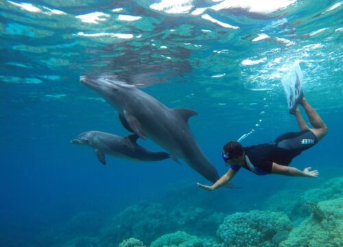 Путешествие на Dolphin Island – встреча с дельфинами, морское приключение и магия Красного моря