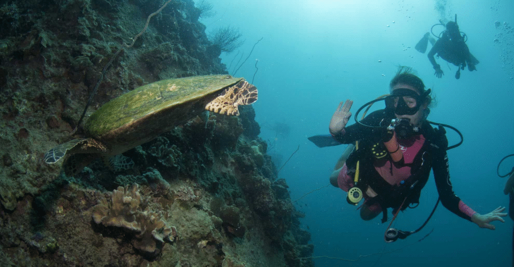 Невероятные впечатления от плавания с морскими животными — встреча с природой лицом к лицу