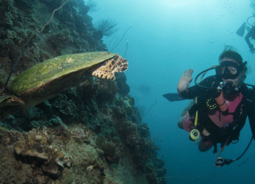 Невероятные впечатления от плавания с морскими животными — встреча с природой лицом к лицу