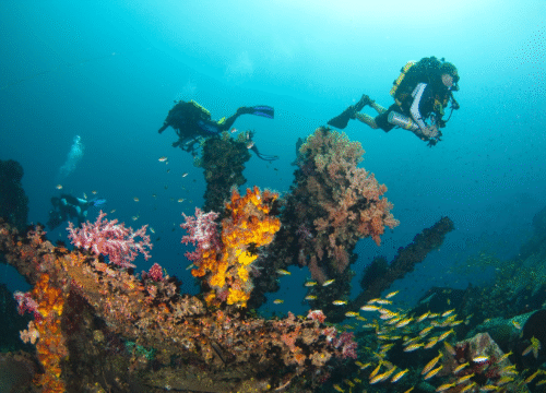 Дайвинг для всех уровней в Хургаде — от первых погружений до профессионалов