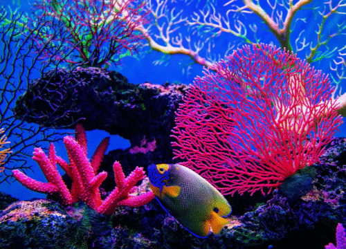 Путешествие к кораллам: экологичный туризм на Красном море