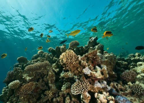 Путешествие к кораллам: устойчивый отдых на Красном море