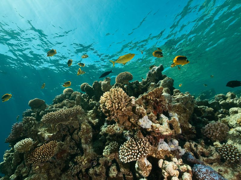 Путешествие к кораллам: устойчивый отдых на Красном море